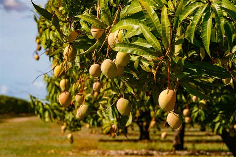 Are Mangoes Good For You — And The Planet Cohaitungchi Tech