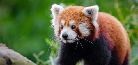 Red Panda Symbolism Meaning And Totem Detailed Guide 2022