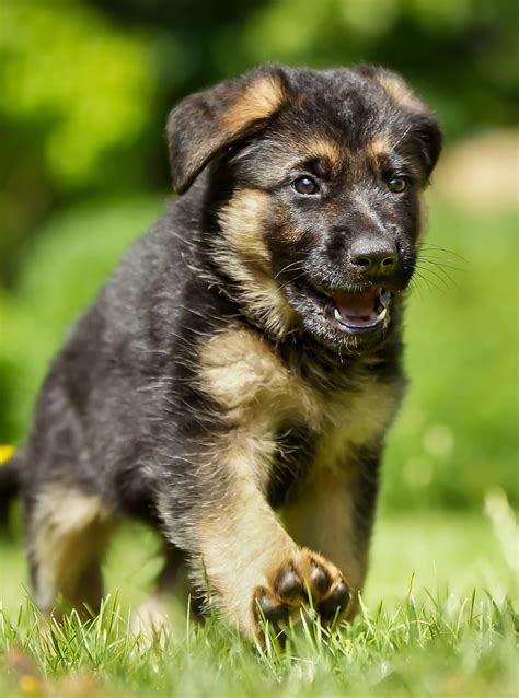 The path you take to acquire your new furry friend will ultimately affect how much you end up spending. Choosing The Best Food For German Shepherd Puppies