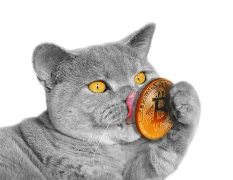 Bitcoin And Pedigree Cat Stock Image Image Of Cryptocurrency 99969169