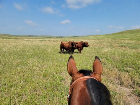 Unl Beef Institute Of Agriculture And Natural Resources