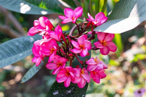 How To Grow And Care For Plumeria Frangipani Horticulture