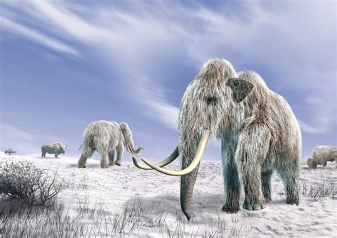 Snow Covered Mammoths Le Bison The National Les Continents Megafauna