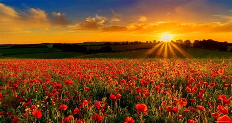 Poppy Fields At Sunset Wallpapers Wallpaper Cave