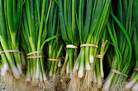 Editors' picks on communication skills. 3 Ways to Keep Green Onions Fresh