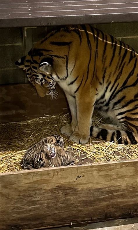 Witness The Arrival Of Three Tiny Amur Tiger Cubs At The Saint Louis