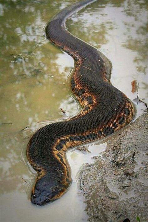 Acrochordus Javanicus Commonly Known As The Elephant Trunk Snake Or