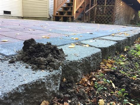 Identification Dirt Mound In Backyard Gardening And Landscaping Stack