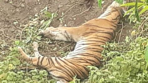 Harimau Sumatera Mati Terjerat Di Perkebunan Warga Di Aceh Selatan