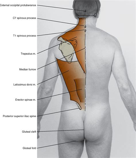 Gluteal Fold Anatomy