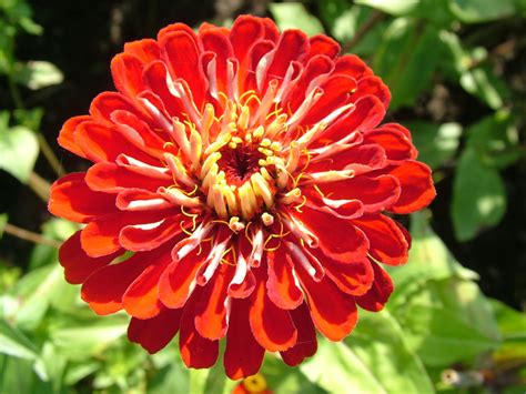 Zinnia