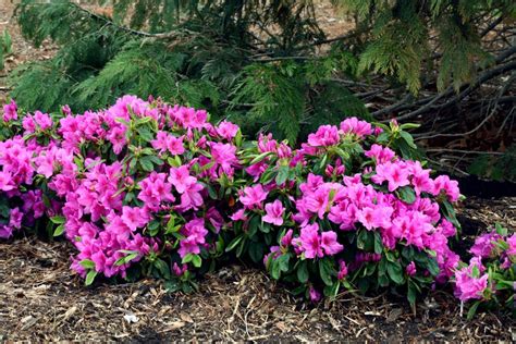 Angelina Chirnside Shade Loving Flowering Shrubs Zone 4 Rosebud