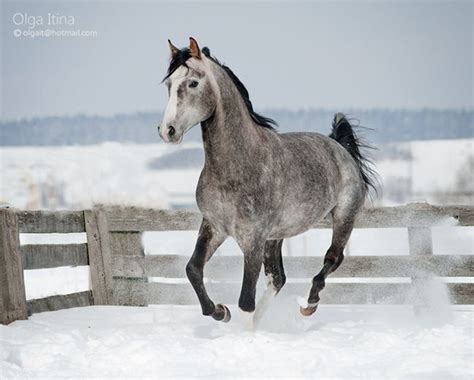 Amazing Horse Photography By Olga Itina 47 фото Картины художники