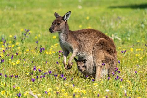 Why Female Kangaroos Have Pouches Discover Wildlife