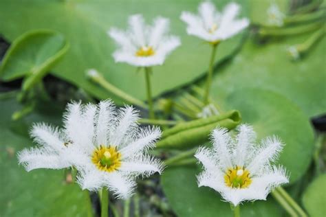 Nymphoides Indica Water Snowflake