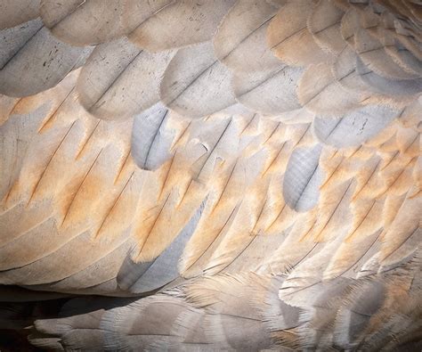 Bird Of The Week—sandhill Crane — Kerry Tremain Photography