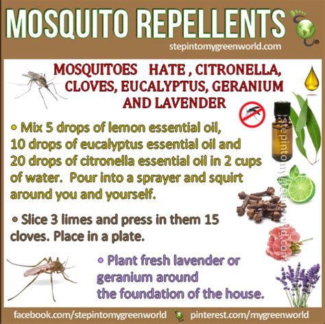 Potential of eucalyptus oil as repellent against house rat, rattus rattus. Why Use Lemon Eucalyptus Mosquito Repellents? (+ Effective DIY Spray Recipe) | Citronella ...