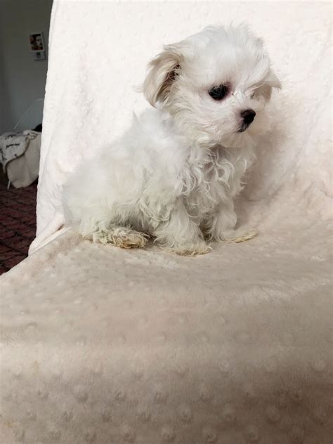 Teacup Maltese Puppy For Sale Los Angeles Ca Iheartteacups
