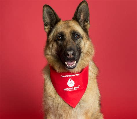 Animals Can Give Blood Too Nhs Blood Donation