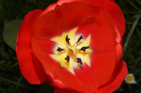 Hd Wallpaper Tulip Flowers Ovary Stamp Pollen Red Close Lily