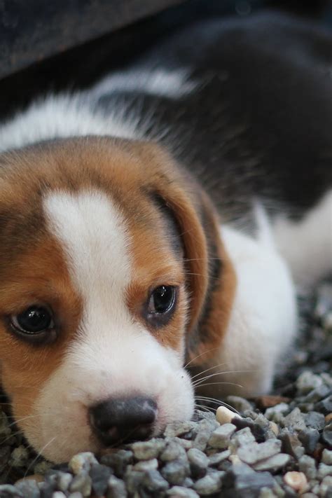 250 Interesting Puppy Photos · Pexels · Free Stock Photos