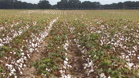 Cotton Defoliation Video Florida Crops