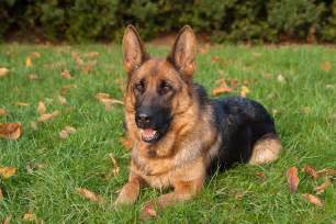 Titled Female German Shepherds For Sale In Texas