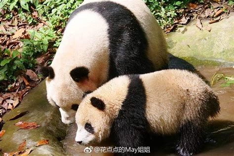 Giant Panda Pang Da Hai With Mama Ying Hua At Bifengxia In 2018 Osos