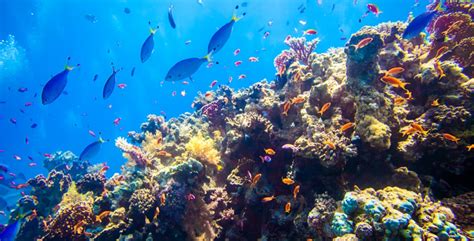 10 Astounding Coral Reefs Diviac Magazine