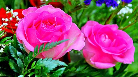 Free Download Download Rose Flowers Desktop Wallpapers Free Download