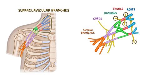 Anatomy Of The Brachial Plexus Video And Anatomy Osmosis