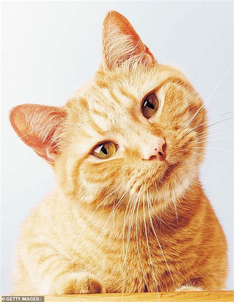 Can you bathe a cat once a week? Domestic cats can recognise their own names when called ...