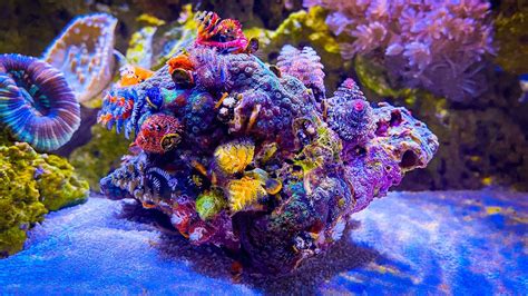 Christmas Tree Worm Coral In My Shallow Reef Tank Youtube