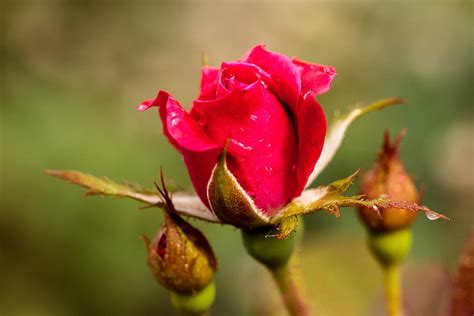 The Blooming Rose Bud Photograph By Michelle Olivier
