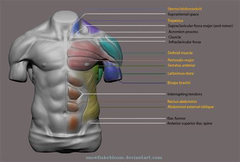 Torso Major Muscles And Landmarks Front By Snowflakebloom On Deviantart
