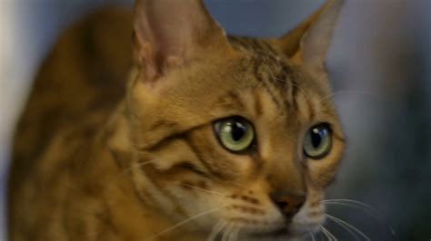 Muzzle Of A Bengal Cat With Green Eyes Stock Video Footage