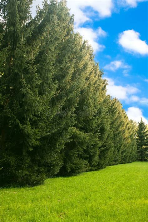 Beautiful Landscape With Fir Trees Stock Image Image Of Branches