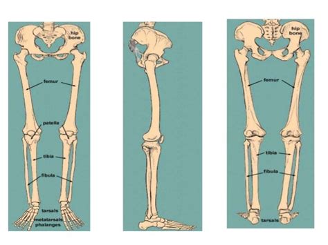 Lower Limb Anatomy Bone