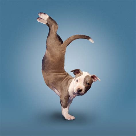 Funny Dogs Yoga Calendar ~ Pmodels