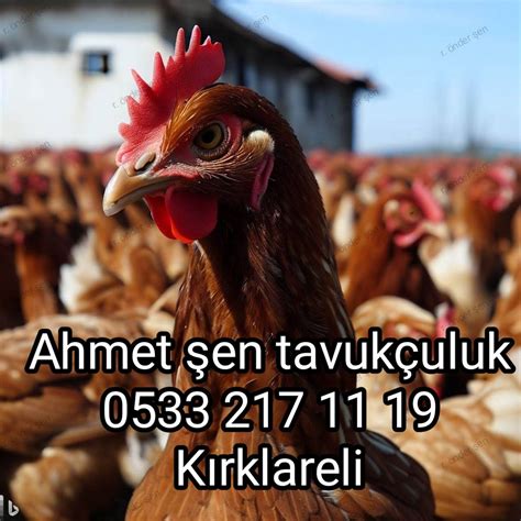 Ahmet En Tavuk Uluk Ve K Mes Hayvanlar Edirne K Rklareli Tekirda