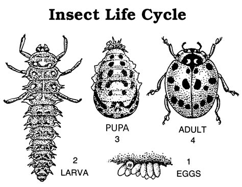 Insect Life Cycle Egg Larva Pupa Adult