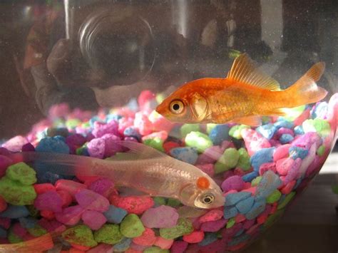Goldfish Tank Environment Beun Aquarium Fish