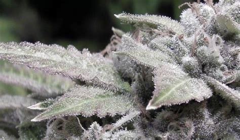 Gorilla Glue Strain 1 Cannabis Information Ilgm