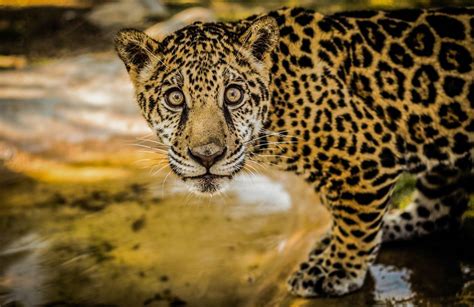 Jaguars Jaguar Pictures Jaguar Facts National Geographic