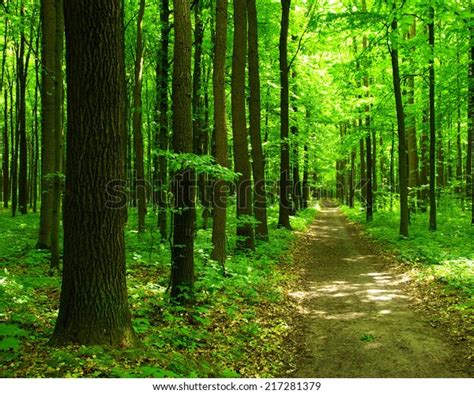 Green Forest Stock Photo Edit Now 217281379