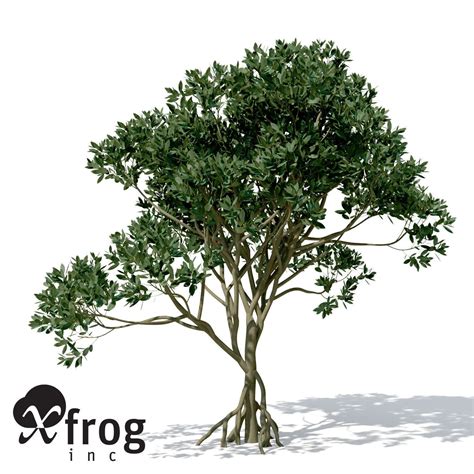 Xfrogplants Asiatic Mangrove 3d Model Max Obj 3ds C4d Lwo Lw Lws Ma Mb