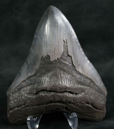 495 Megalodon Tooth Georgia River Find For Sale 7498