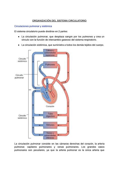 Tema 1 Bloque 6 Apuntes 1 OrganizaciÓn Del Sistema Circulatorio
