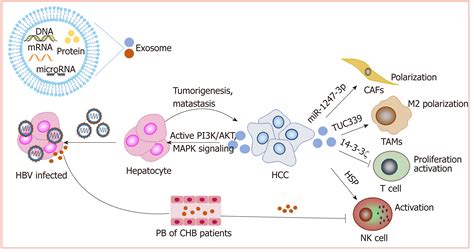 Hepatocellular Carcinoma Mechanisms Of Progression And Immunotherapy