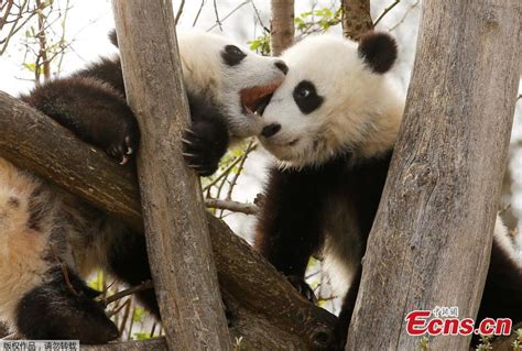 Panda Twin Cubs In Vienna Zoo24
